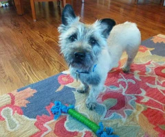 cairn terriers for sale - 1