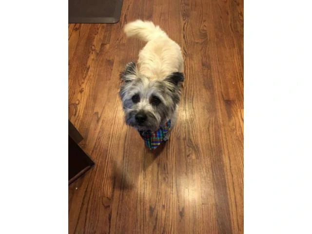 cairn terriers for sale - 2/2