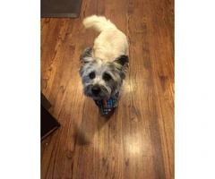 cairn terriers for sale - 2