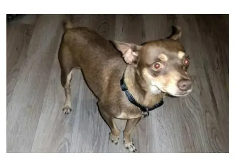 chocolate miniature pinscher puppies for sale