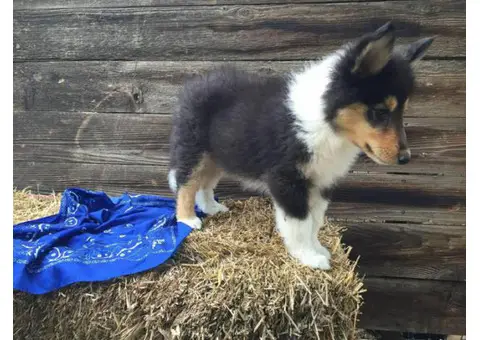 Rough collie puppies for sale in va