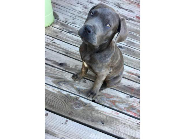 Italian mastiff puppies for sale 12 weeks old in Italy