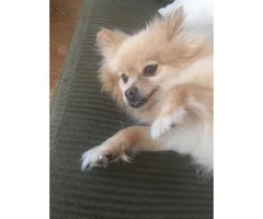 Adorable pomeranian puppies for sale in texas over 4 months old - 1