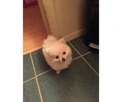 Adorable pomeranian puppies for sale in texas over 4 months old - 2