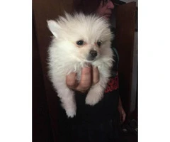 Adorable pomeranian puppies for sale in texas over 4 months old - 3