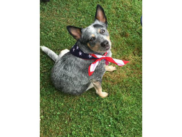 7 weeks old Australian cattle dog pups in Torrington, Connecticut - Puppies for Sale Near Me