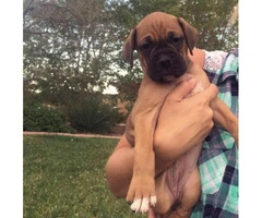 boxer puppies for sale in ohio