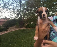 boxer puppies for sale in ohio - 2