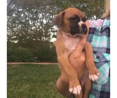 boxer puppies for sale in ohio - 4