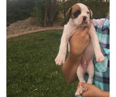boxer puppies for sale in ohio - 5