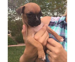 boxer puppies for sale in ohio - 6