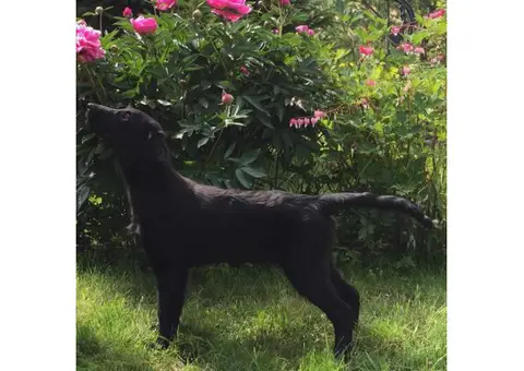 flat coated retriever puppies for sale