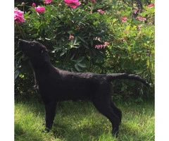 flat coated retriever puppies for sale