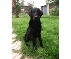 flat coated retriever puppies for sale - 3