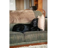 flat coated retriever puppies for sale - 4