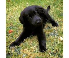 flat coated retriever puppies for sale - 5