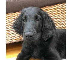 flat coated retriever puppies for sale - 8