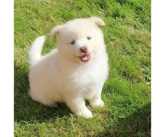 3 month old male Pomsky puppy - 1