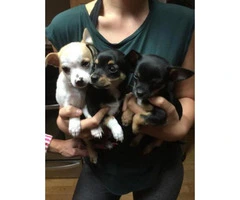 chihuahua puppies for sale in south carolina