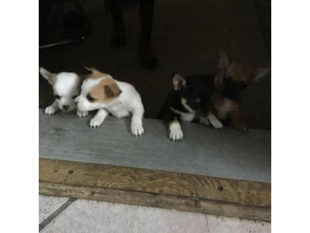 chihuahua puppies for sale in south carolina - 2/7