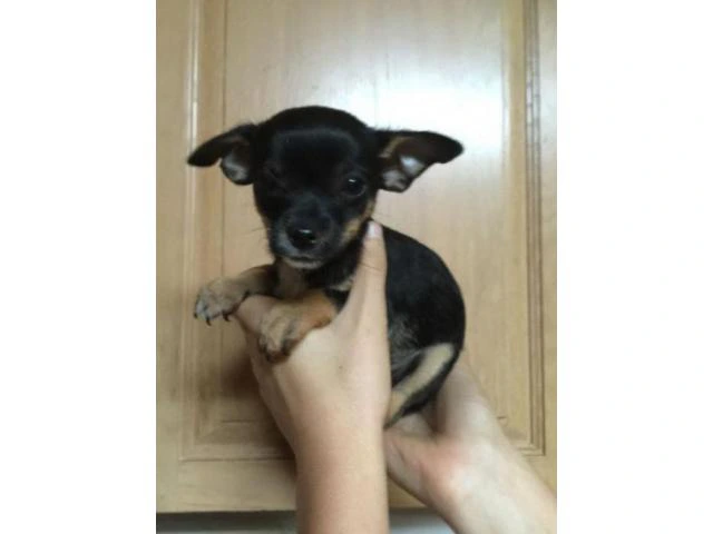 chihuahua puppies for sale in south carolina - 3/7