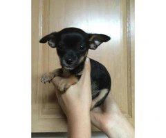 chihuahua puppies for sale in south carolina - 3