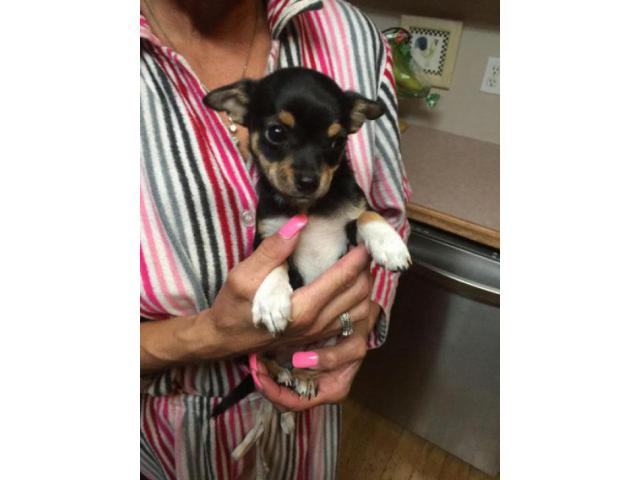 chihuahua puppies for sale in south carolina in York