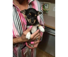 chihuahua puppies for sale in south carolina - 6