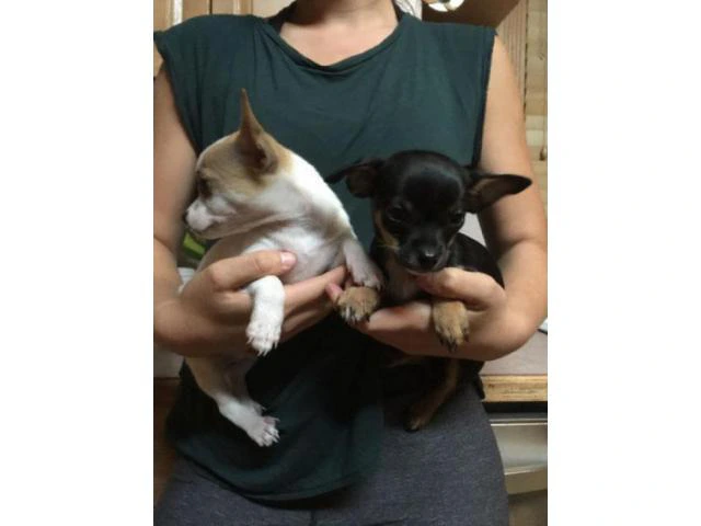 chihuahua puppies for sale in south carolina - 7/7