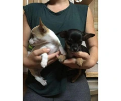 chihuahua puppies for sale in south carolina - 7