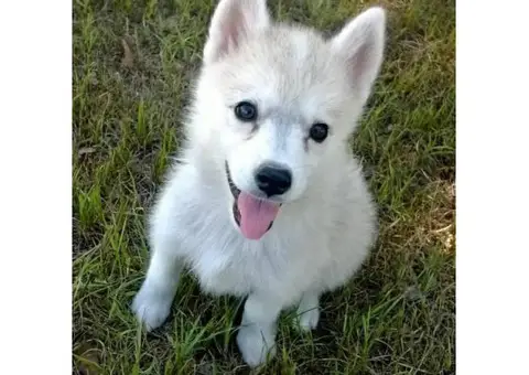 Eskimo husky (huskimo) for sale
