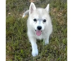 Eskimo husky (huskimo) for sale