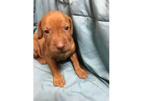 Vizsla puppies for sale in pa