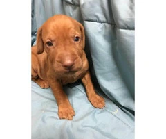 Vizsla puppies for sale in pa