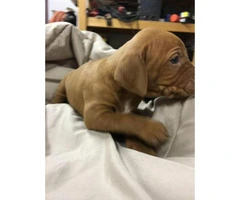 Vizsla puppies for sale in pa - 2