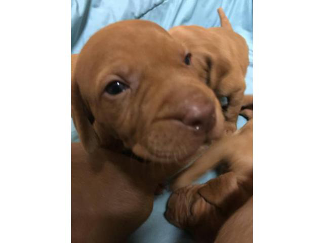 37 HQ Pictures Vizsla Puppies For Sale In Michigan : 14 week old Vizsla puppies for sale in Omaha, Nebraska ...