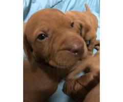 Vizsla puppies for sale in pa - 3