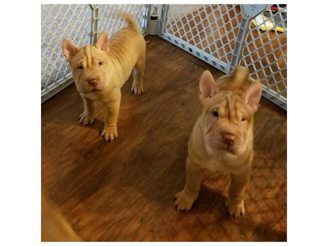 chinese shar pei puppies for sale 8 weeks old in Glen Dale