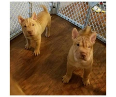 chinese shar pei puppies for sale 8 weeks old - 2