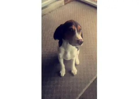 Treeing walker coonhound puppies for sale