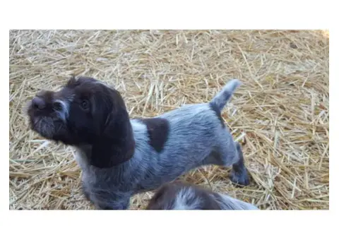 wirehaired pointing griffon puppies for sale