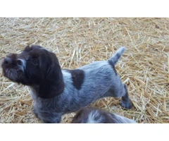 wirehaired pointing griffon puppies for sale