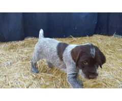 wirehaired pointing griffon puppies for sale - 2