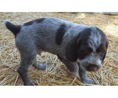 wirehaired pointing griffon puppies for sale - 4