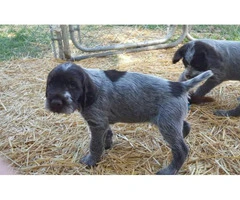 wirehaired pointing griffon puppies for sale - 5