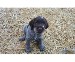 wirehaired pointing griffon puppies for sale - 6