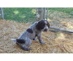 wirehaired pointing griffon puppies for sale - 7