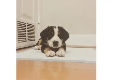 Greater swiss mountain dog puppies for sale