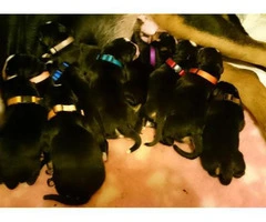 Greater swiss mountain dog puppies for sale - 4