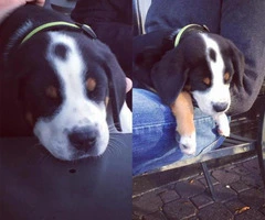 Greater swiss mountain dog puppies for sale - 5